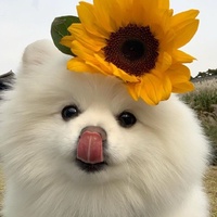 脸红收割机